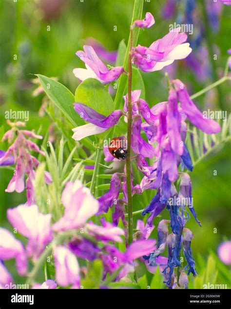 Insects Images Nature Landscape Stock Photo Alamy