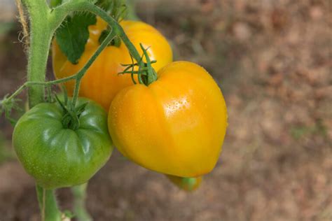 Orange Russian Tomato Cultivation And Harvest Plantura