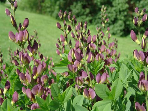 Baptisia Very Late Mayearly Mid June