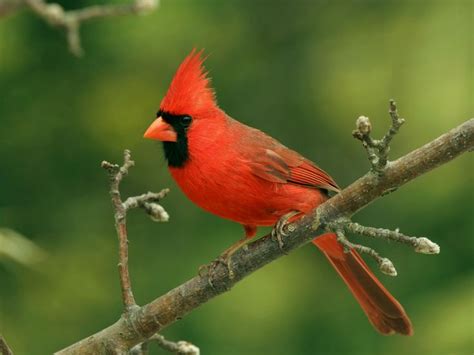Get To Know The Northern Cardinal State Birds Bird Facts Northern