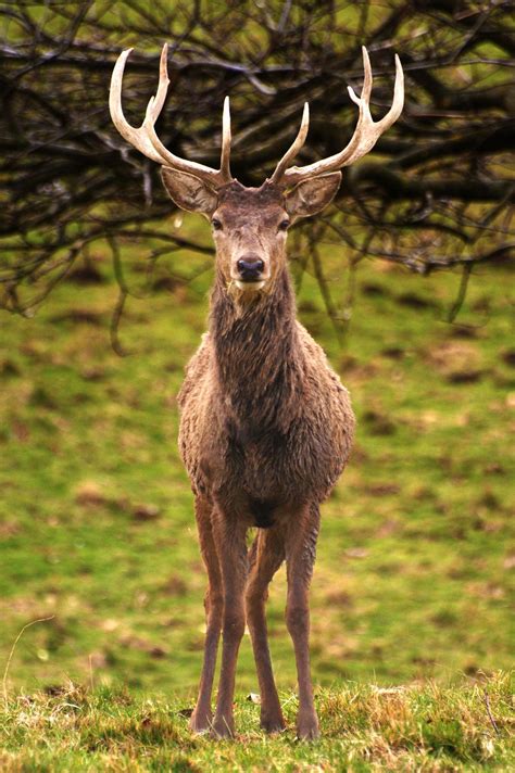 Red Stag By Andy Beattie Photography 500px Pet Birds Animals Cute