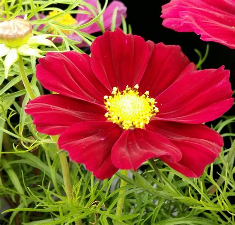 Red Cosmos Flower Meaning