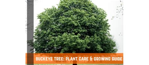Buckeye Tree Plant Care And Growing Guide Farm Plastic Supply