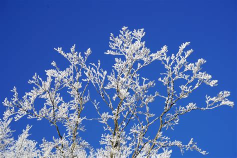 무료 이미지 나무 분기 눈 감기 겨울 검정색과 흰색 하늘 얼음 봄 푸른 벚꽃 작은 가지 심미적 인
