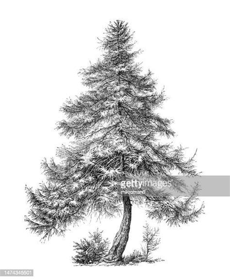 Larch Tree Photos And Premium High Res Pictures Getty Images