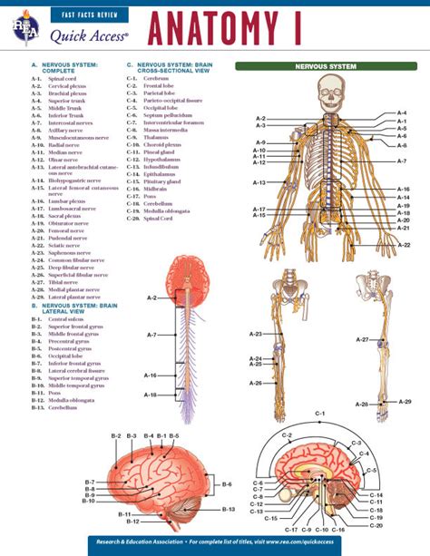 The online tests at rea's study center offer the most powerful scoring and diagnostic tools available today. Anatomy 1 - REA's Quick Access Reference Chart