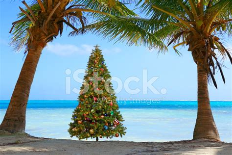 열 대 해변에서 크리스마스 트리 스톡 사진 Freeimages