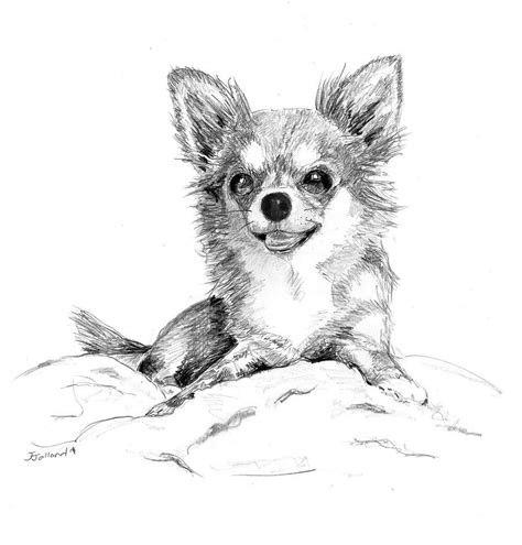 Chihuahua Long Coat Pencil Drawing By J Jalland In 2019 Animal