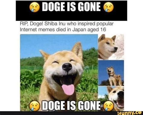 Rip Doge Shiba Lnu Who Inspxred Popular Internet Memes Died In Japan