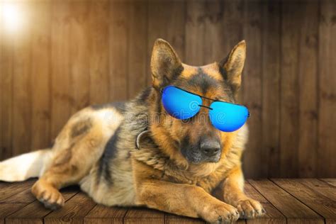 Cool German Shepherd Dog In Mirrored Sunglasses Stock Photo Image Of