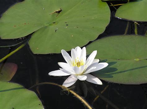 Lotus Flower Lily Pad Photograph By Barbara Lively Mastaglio Pixels
