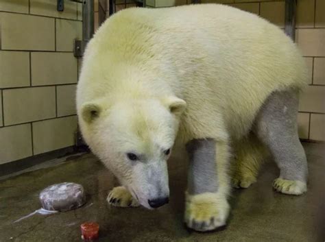 Polar Bears Have Black Skin And Clear Hollow Fur Their Clear Fur