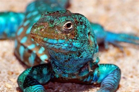 Blue Lizard Blauwe Hagedis Les Reptiles Reptiles And Amphibians