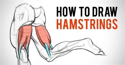 Almost every muscle constitutes one part of a pair of identical bilateral. 8 Minutes to Better Leg Drawings - Hamstring Muscles | Proko