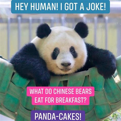 Panda Joke Panda Cakes Panda Jokes