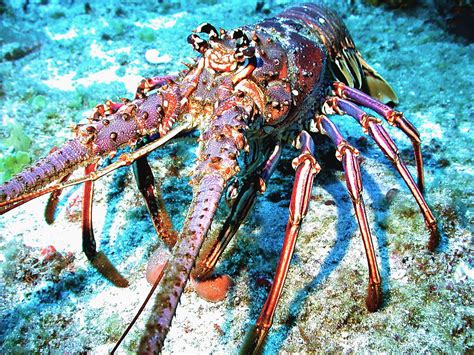 Active Parenting Behaviors Of The Caribbean Spiny Lobster Bmc Series Blog