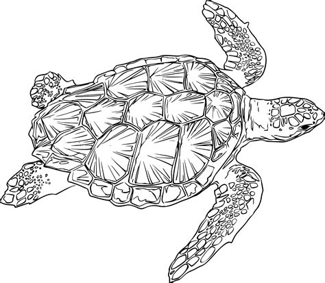 Clipart Turtle Outline Clipart Turtle Outline Transparent Free For
