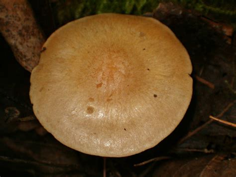 Mushroom Observer Species List Mushrooms Of Eastern Ontario 51
