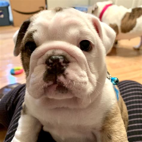 Our olde english bulldogge studs are some of the highest quality studs available. Continent - Old English Bulldog puppy for sale in ...