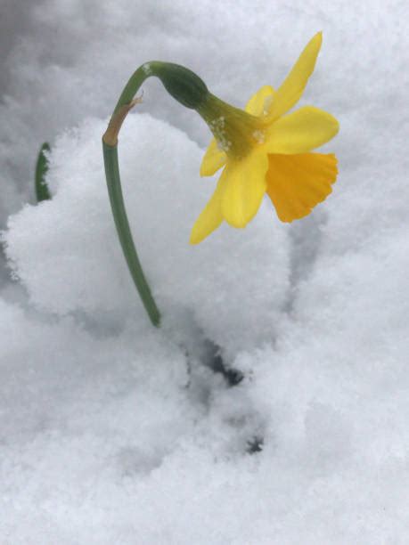 40 Daffodil Snow Ice Single Flower Stock Photos Pictures And Royalty