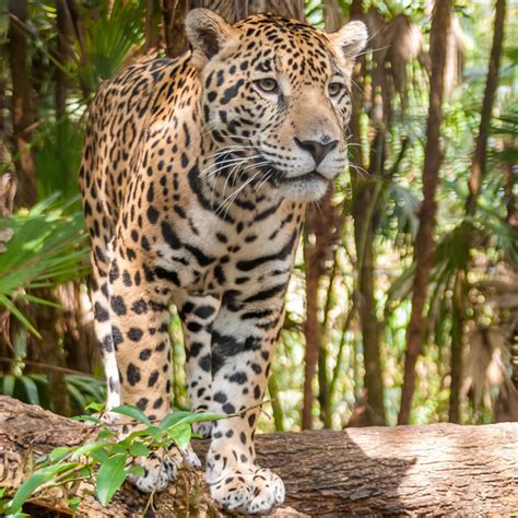 1600 x 1200 jpeg 235 кб. Jaguar | Rainforest Animals