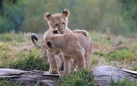 Lion Lions Predator Carnivore Cat Cats Baby Cub Kitten