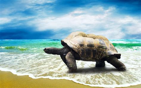Download Wallpapers Ocean Turtle Beach Sand Australia Large Turtle
