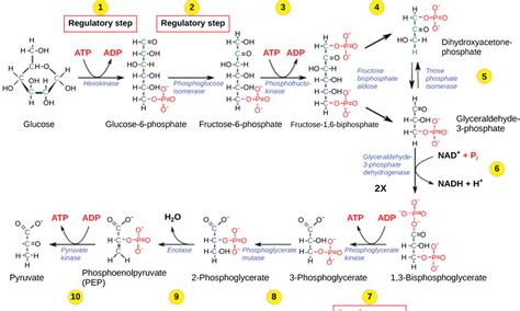 Carbohydrate Catabolism Glycolysis