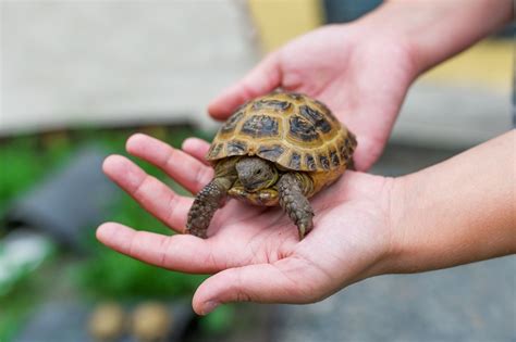 If you're new to reptile ownership and want. The Best Pets for Kids (and Grown-Ups) With Allergies