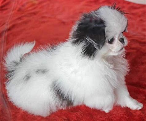 Healthy Japanese Chin Puppies For Adoption Offer