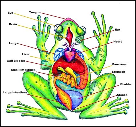 Frog Diagrams 7 Th Grade Science