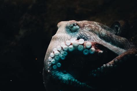15 Fun Facts About Octopus Facts
