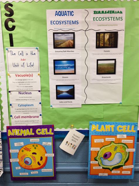 Anchor Chart Ecosystems 5th Grade