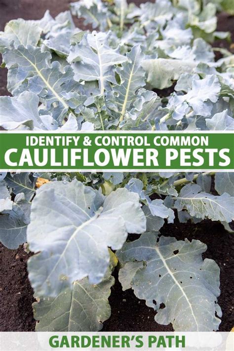 How To Identify And Manage Common Cauliflower Pests Gardeners Path