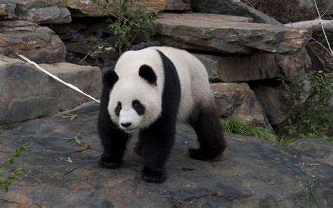 How To Say “panda” In French What Is The Meaning Of “panda” Ouino