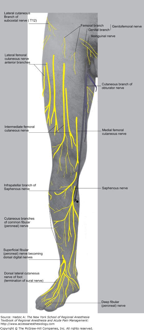 Lateral Femoral Cutaneous Nerve Applied Anatomy Lateral Femoral