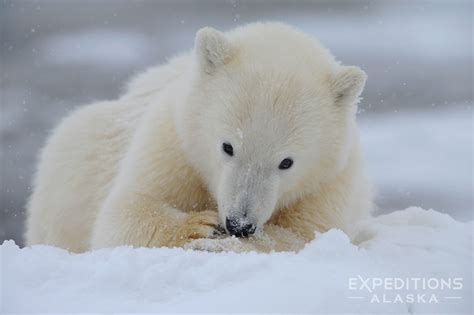 Polar Bear Cub Photo Polar Bear Cub Anwr Alaska