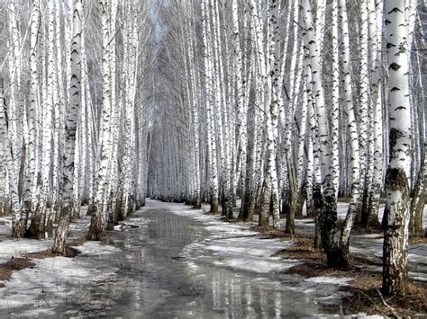 Snow Covered Trees Desktop Nexus Wallpapers Tree Nature Wallpaper Tree Forest White Birch