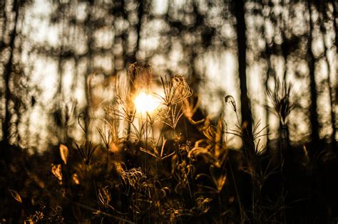 Wallpaper Sunlight Trees Landscape Forest Sunset Nature Sky