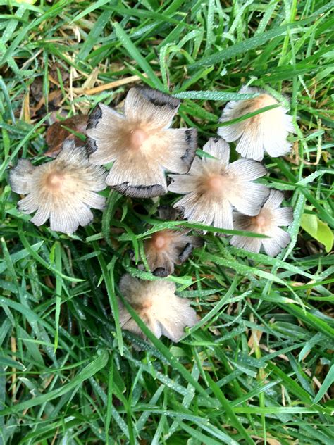 Mushrooms Lichen Moss Mushroom Hunting Mushroom Fungi Foraging