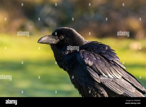 Raven Corvus Corax Stock Photo Alamy