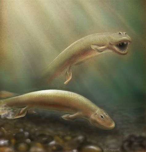 How A Bizarre Fish Could Explain How Your Limbs Evolved