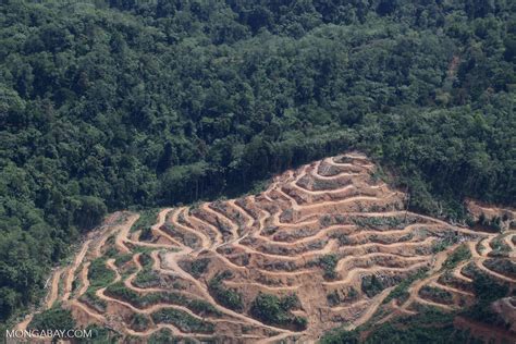 Konsep Top Deforestation Borneo