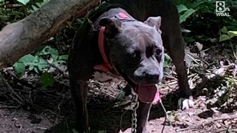 Dog Found Tied To Tree Abandoned In Pennsylvania Woods