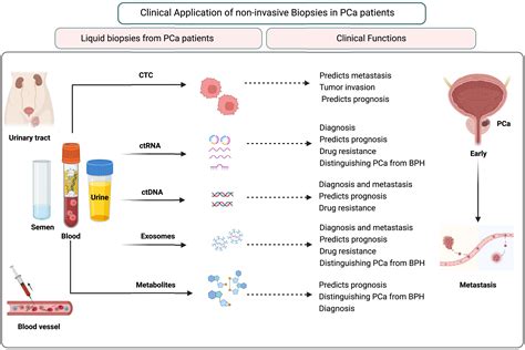 Current Advances Of Liquid Biopsies In Prostate Cancer Molecular Biomarkers Molecular Therapy