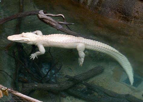 Rare Albino Alligator At Dallas Zoo R0016527a Exifjpegpi Bruce