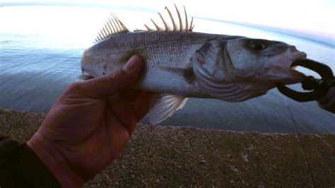 Cam Gibi Suda Lrf Takımla Levrek Avı🐟🎣 Balık Peşinde Koşan Levreği