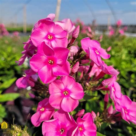 Phlox Paniculata Candy Store Bubblegum Pink Garden Phlox From Home