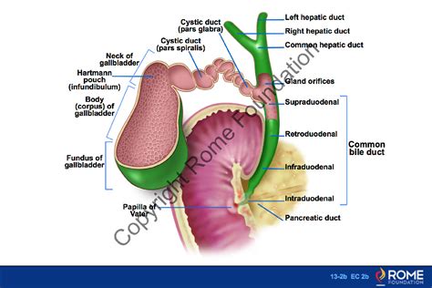 Gallbladder Infundibulum