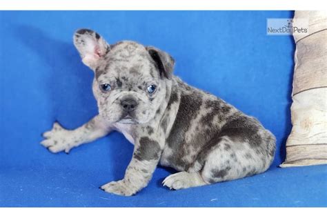 Almost 7 months old, chipped and vaccinated. Merle Girl: French Bulldog puppy for sale near Ann Arbor ...